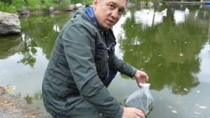 Запускаю белугу в пруд. Осетровые. Разведение рыбы
