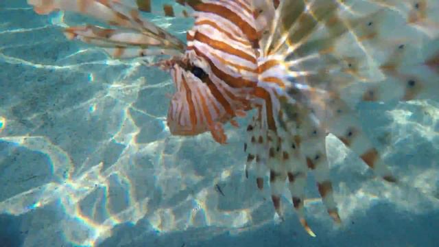 Rixos Seagate Sharm - Крылатка смотреть онлайн