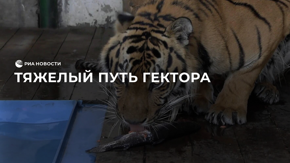 Включи тигриные истории. Тигр в зоопарке. Тигры в России. Тигры в Хабаровском крае. Тигр против.