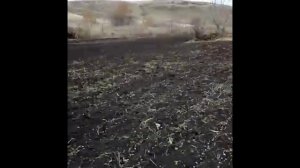 Сажаю чеснок с помощью мотоблока