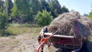 Вожу сено на мотоблоке.