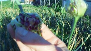 когда убирать озимый чеснок