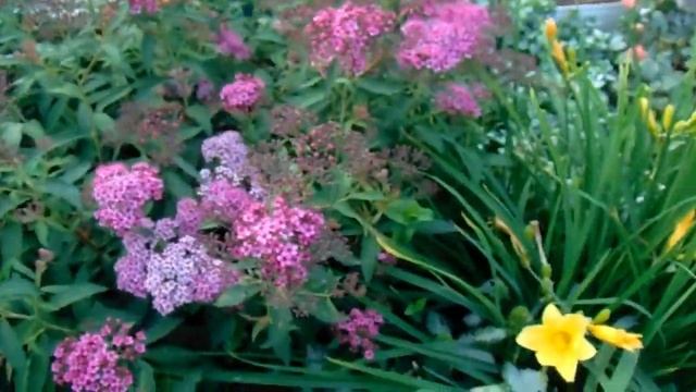 Спиреи обзор.