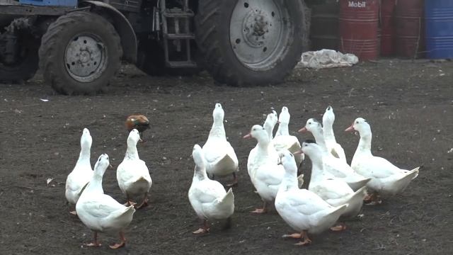 Не повторять, опасно! Ловля летающей дикой утки. Огарь.