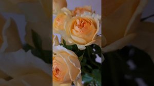 Rose 'Silva Sunny' 장미 실바 써니