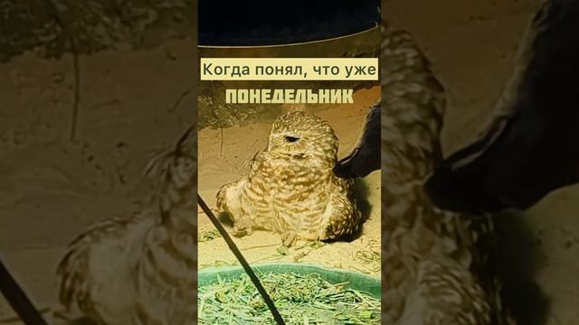 Понедельник - день тяжелый