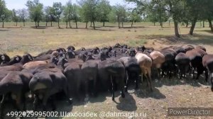 Гиссарские овцы в фермерском хозяйстве Шахбозбека из селения Чорбог, район Истаравшан