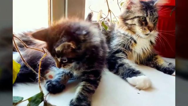 Фотосессия котят Мейн-кун Красивые котята Алиса любит котят MAINE COON