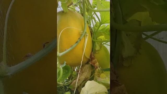 Почему дыня выросла несладкая. Почему дыня выросла несладкая
