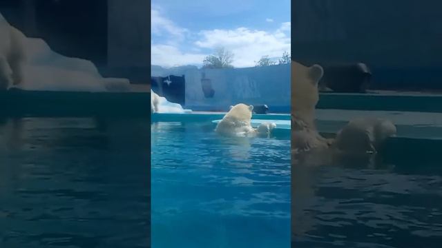Зоопарк Нижний Новгород