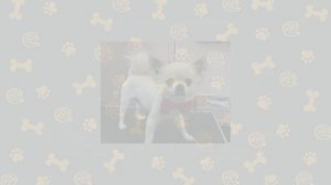 СТОИТ ЛИ заводить ЧИХУАХУА?/ мой опыт жизни с #чихуахуа