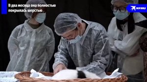 Панда Катюша в Московском зоопарке | 2024