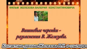 Вишневые черенки - разъяснения В. Железова.