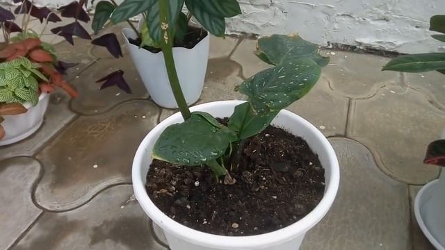 Комнатные растения. Мои новые бегонии , фикус и суккуленты и другие. смотреть онлайн