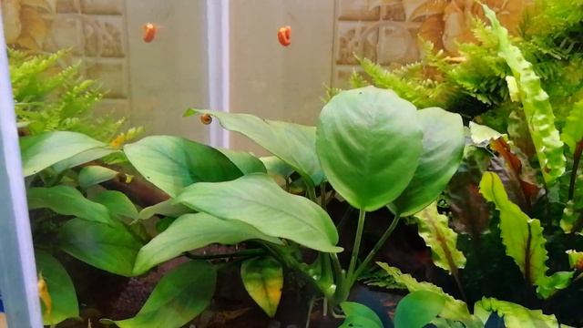 Анубиас. Содержание в аквариуме. смотреть онлайн