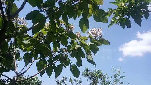 Цветение Катальпы краснеющей Purpurea смотреть онлайн