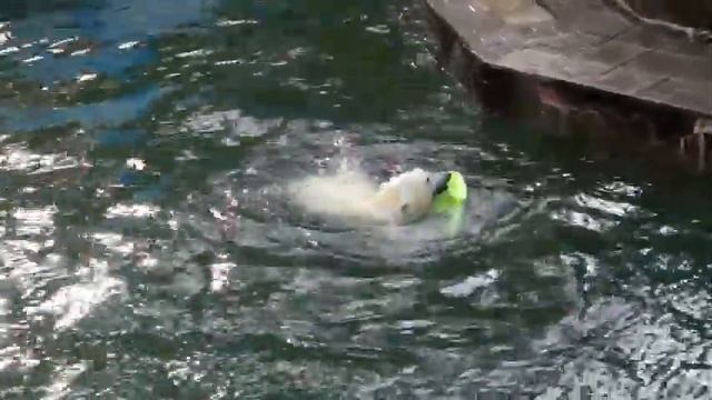 Хитрый план медвежонка Белки, как стащить лейку у сестренки. смотреть онлайн