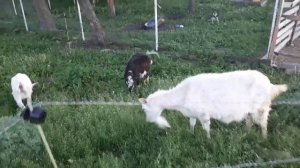 Установка электропастуха// Часть вторая.//