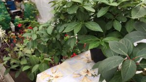 Мои крупнолистные Гортензии.#гортензии#макорофила#черенки#продажа#новосибирск#наташа#Хорошунова#