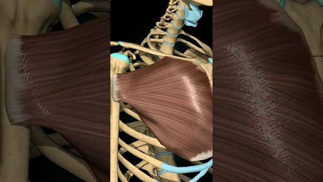 Pectoralis Major Action|| #3danatomy