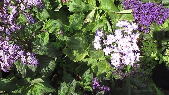 Гелиотроп в саду.19.08.2019 смотреть онлайн