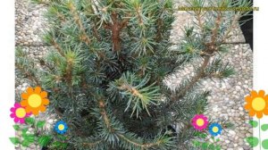 Ель ситхинская Нана. Краткий обзор, описание характеристик, где купить саженцы picea sitchensis Nan