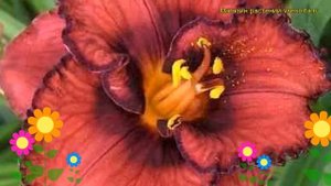 Лилейник гибридный Берилишез. Краткий обзор, описание характеристик hemerocallis Berrylicious