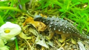 Захватывающее путешествие динозавров 9 серия(спасение анкилозавра, детский мультик. Игрушки)