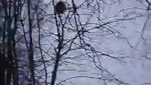 крысы,оказывается, умеют лазить по деревьям
