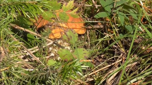 За грибами на "телеге". смотреть онлайн