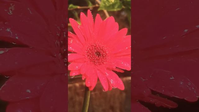 Gerbera flower #gerberaflower #shanooworld #kasargod #flowerlover #youtubevideo