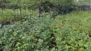 Урожай 2021. Почему нужно сеять овес и горчицу?! Что выросло этим летом? Домашний влог.