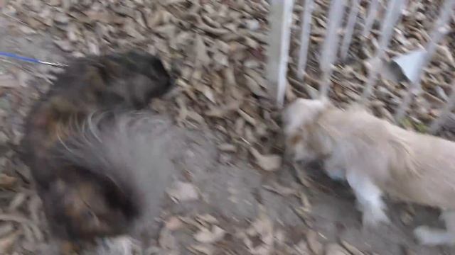 HERSHEY BRINGS ME A GIFT | We Are The Davises смотреть онлайн