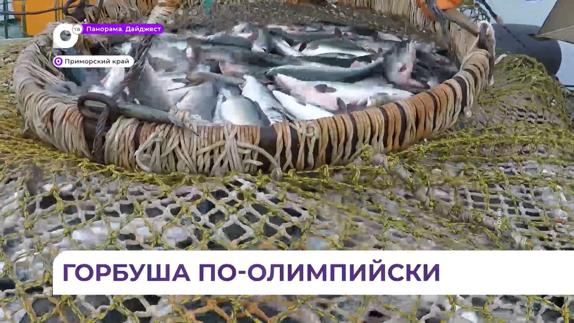 Промышленные предприятия начали добывать горбушу и симу на севере Приморья