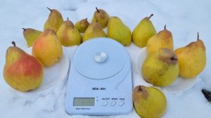 Груша Яблунівська / Зимові сорти груші