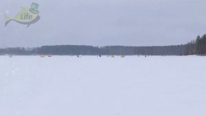 Самые мощные секреты по ловле леща зимой со льда! Как ловить леща зимой на водохранилищах?