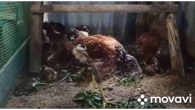 Орловская ситцевая, русская хохлатая ситцевая, амерауканы. смотреть онлайн