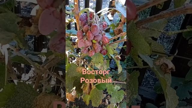 Виноград Восторг Розовый