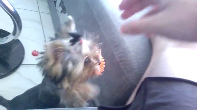 йоркширский терьер после первой стрижки 4 месяца смотреть онлайн