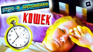 Как начинается Утро в питомнике Невских Маскарадных кошек? / Питомник "Маскарадный вальс"