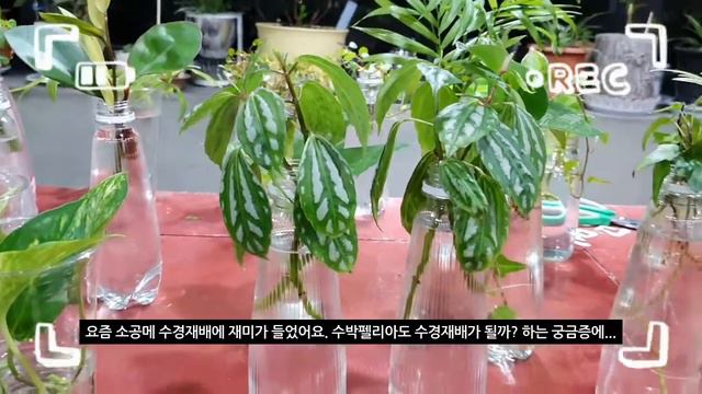 수박필레아에 꽃봉우리가 올라와요. 수경재배로 뿌리도 너무 잘내리고 수박필레아 키우기 급 행복해지고 있답니다. смотреть онлайн