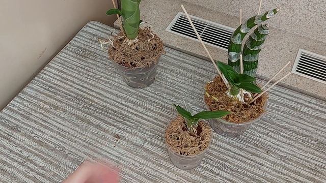 Правда или миф? Молодые растущие корни катасетума боятся воды! Орхидея морковка. смотреть онлайн