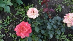 Георгины и розы в моем саду.