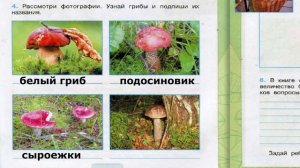 Окружающий мир. Рабочая тетрадь 3 класс 1 часть. ГДЗ стр. 66 №4