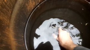 ? Жук-СТРИГУН кравчик-головач - как бороться с ним. Народный метод/способ защиты/борьбы. Чем опасен