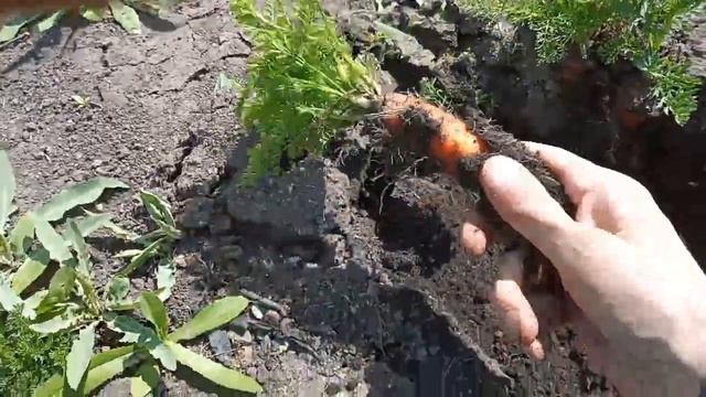 морковь  хранение в земле на грядке