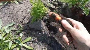 морковь хранение в земле на грядке