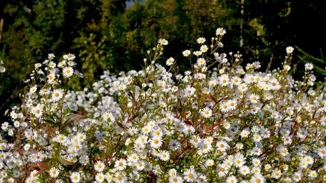 18 мая 2022 Великомученица Ирина. Арина Капустница. Приметы. смотреть онлайн