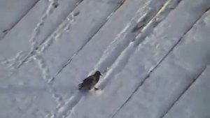 Ворона катается с горки на крышке !