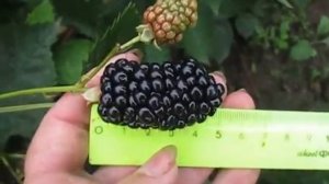 Сорт ежевики Натчез- неколючий сорт.
